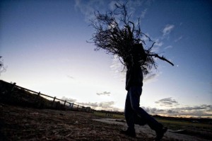 Fetching firewood to cope with the cold
